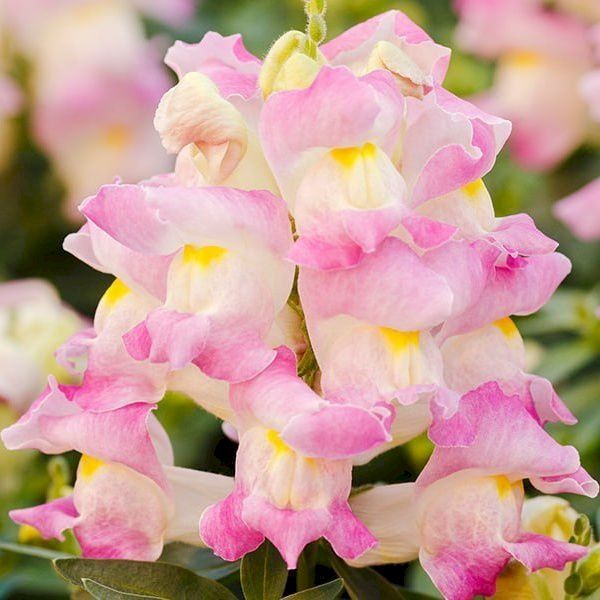 Семена антиринума Снеппи F1 лавандер блаш (lavender blush) /1.000 семян/ *Hem Genetics*