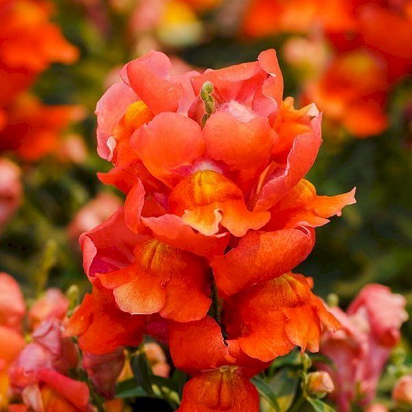 Семена антиринума Снеппи F1 оранжевый (orange) /1.000 семян/ *Hem Genetics*