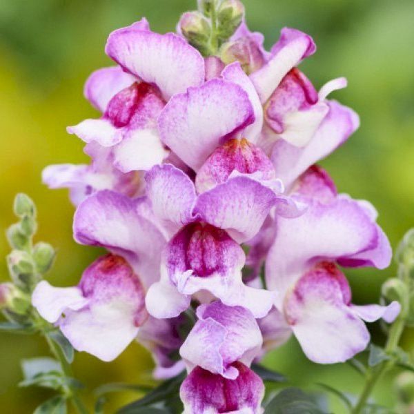 Семена антиринума Снеппи F1 орхид флейм (orchid flame) /1.000 семян/ *Hem Genetics*