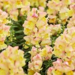 Антірінум Снеппі F1 персиковий (peach) /1.000 насінин/ *Hem Genetics*