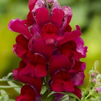 Антірінум Снеппі F1 червоний (red) /1.000 насінин/ *Hem Genetics*