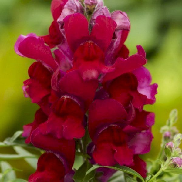 Насіння антірінуму Снеппі F1 червоний (red) /1.000 насінин/ *Hem Genetics*