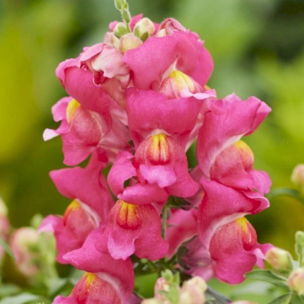 Насіння антірінуму Снеппі F1 рожевий (rose) /1.000 насінин/ *Hem Genetics*