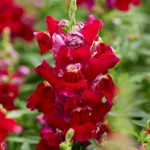 Антиринум Снеппи F1 фиолетовый (violet) /1.000 семян/ *Hem Genetics*