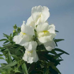 Антірінум Снеппі F1 білий (white) /1.000 насінин/ *Hem Genetics*