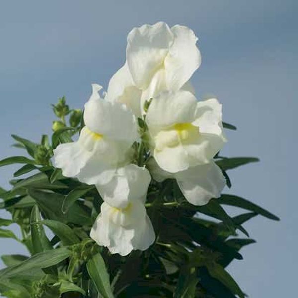 Семена антиринума Снеппи F1 белый (white) /1.000 семян/ *Hem Genetics*