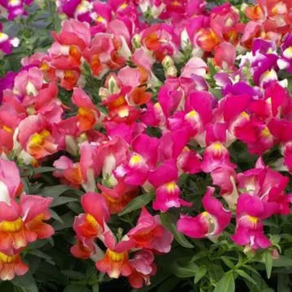 Насіння антірінуму Снеппі F1 суміш біколор (bicolor mix) /1.000 насінин/ *Hem Genetics*