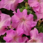 Петунія Лімбо F1 світ пінк (sweet pink) /1.000 насінин (драже)/ *Hem Genetics*