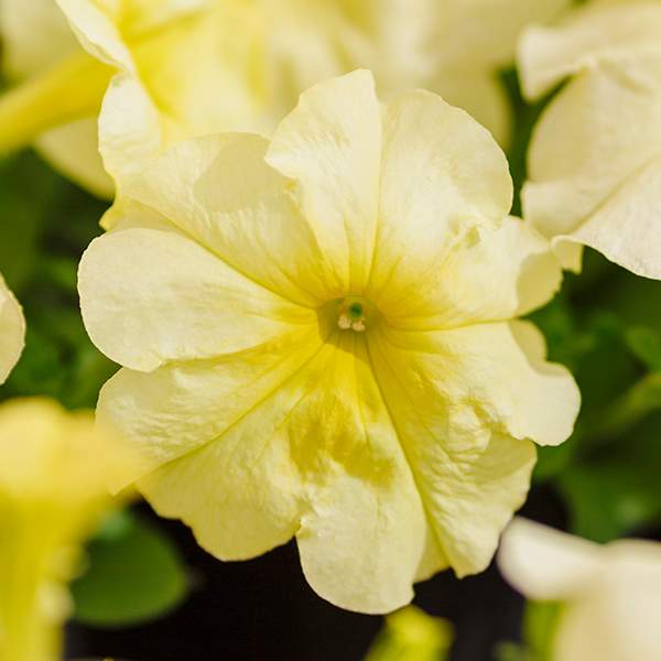 Семена петунии Мамбо F1 лимонно-желтая (yellow lime) /1.000 семян (драже)/ *Hem Genetics*