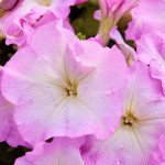 Петунія Мамбо F1 малиновий ранок (pink morn) /1.000 насінин (драже)/ *Hem Genetics*