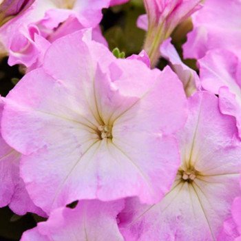 Петунія Мамбо F1 малиновий ранок (pink morn) /1.000 насінин (драже)/ *Hem Genetics*