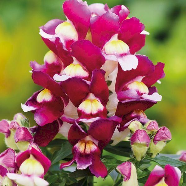 Семена антиринума Снеппи F1 бургунди с белым (burgundy & white) /1.000 семян/ *Hem Genetics*