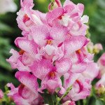 Антиринум Снеппи F1 лиловый (mauve) /1.000 семян/ *Hem Genetics*