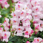 Антірінум Снеппі F1 орхід (orchid) /1.000 насінин/ *Hem Genetics*