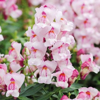 Антірінум Снеппі F1 орхід (orchid) /1.000 насінин/ *Hem Genetics*