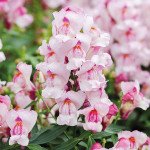 Антірінум Снеппі F1 орхід (orchid) /100 насінин/ *Hem Genetics*