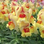 Антирринум Снеппи F1 пиач флейм (peach flame) /1.000 семян/ *Hem Genetics*