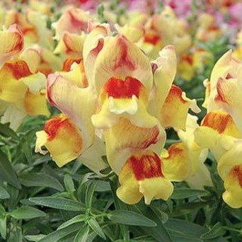 Антірінум Снеппі F1 піач флейм (peach flame) /1.000 насінин/ *Hem Genetics*