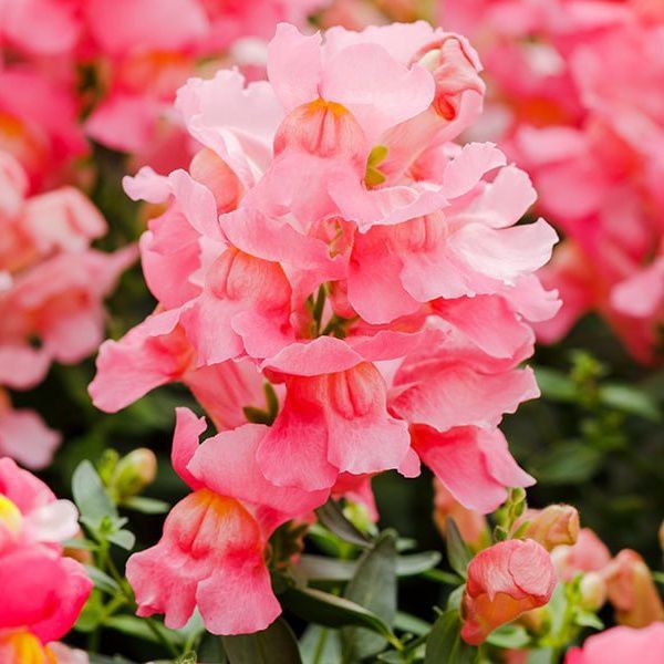 Семена антиринума Снеппи F1 пинк (pink) /100 семян/ *Hem Genetics*