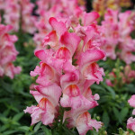 Антірінум Снеппі F1 роуз флейм (rose flame) /1.000 насінин/ *Hem Genetics*