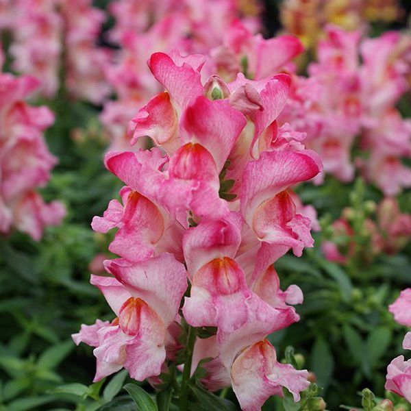 Семена антиринума Снеппи F1 роуз флейм (rose flame) /1.000 семян/ *Hem Genetics*