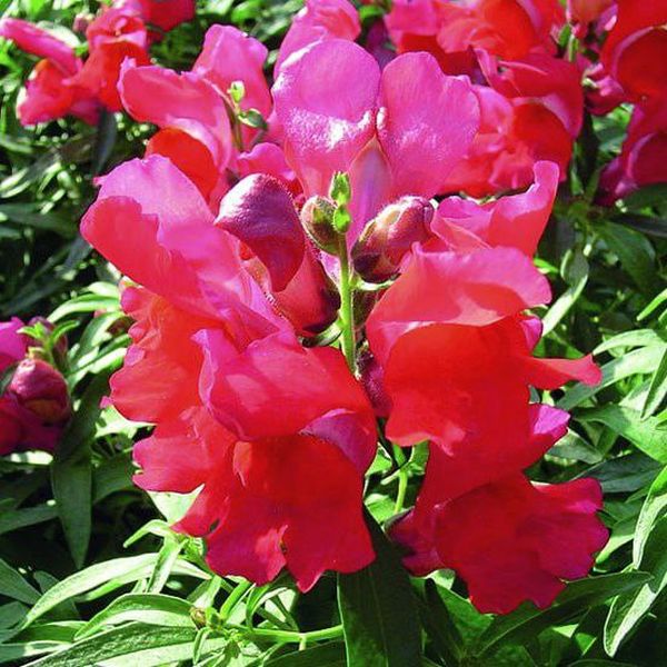 Семена антиринума Снеппи F1 скарлет (scarlet) /1.000 семян/ *Hem Genetics*