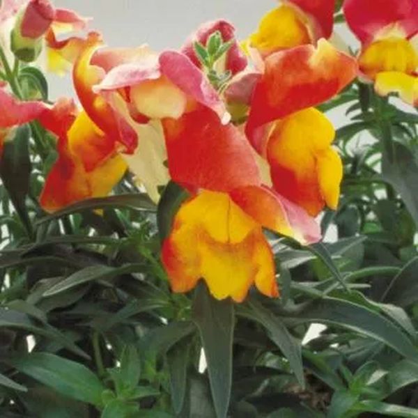 Насіння антірінуму Флорал Шоуер F1 апрікот біколор (apricot bicolor) /100 насінин/ *Sakata*