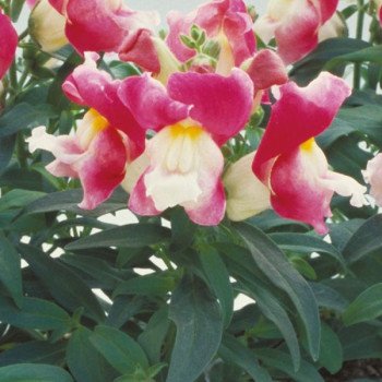 Антиринум Флорал Шоуер F1 корал биколор (coral bicolor) /100 семян/ *Sakata*