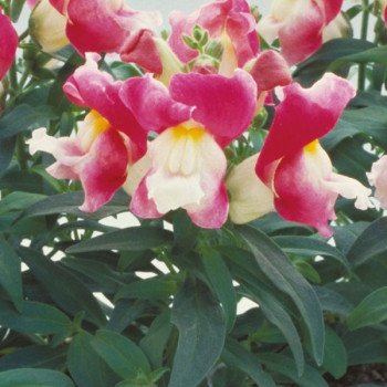 Антірінум Флорал Шоуер F1 корал біколор (coral bicolor) /1.000 насінин/ *Sakata*