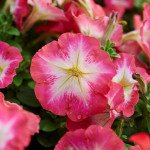 Петунія Мамбо F1 червоний ранок (red morn) /1.000 насінин (драже)/ *Hem Genetics*