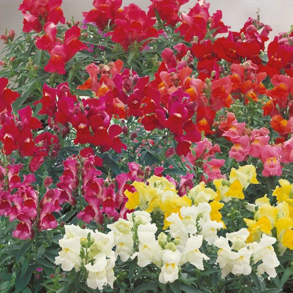 Насіння антірінуму Флорал Шоуер F1 суміш (mix) /1.000 насінин/ *Sakata*