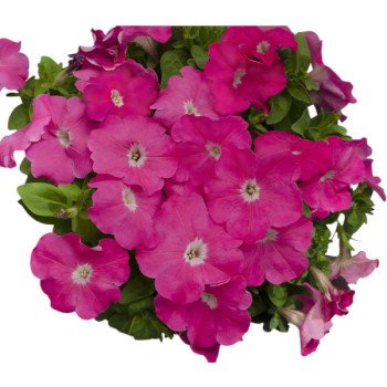 Петунія Мамбо F1 малинова (pink) /1.000 насінин (драже)/ *Hem Genetics*