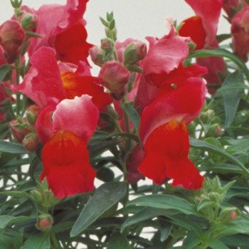 Антірінум Флорал Шоуер F1 скарлет (scarlet) /1.000 насінин/ *Sakata*