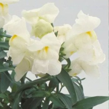 Антиринум Флорал Шоуер F1 белый (white) /100 семян/ *Sakata*