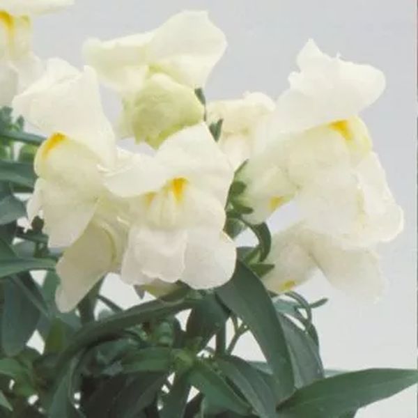 Насіння антірінуму Флорал Шоуер F1 білий (white) /1.000 насінин/ *Sakata*