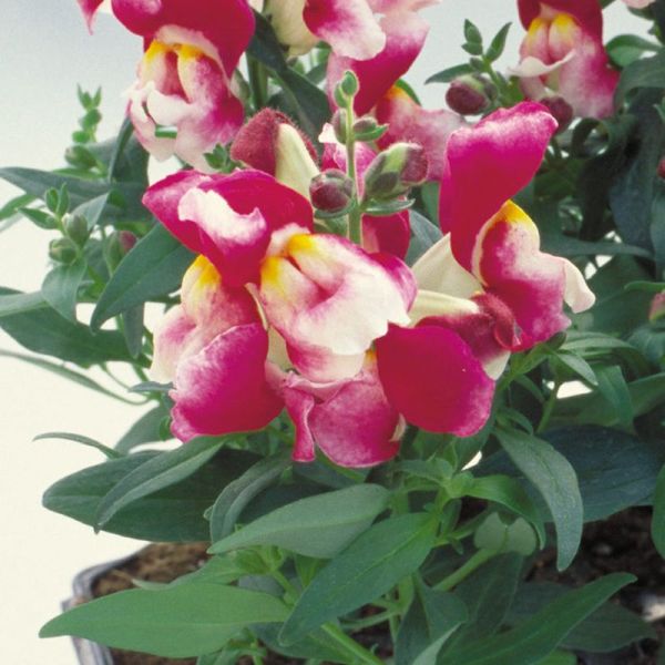 Насіння антірінуму Флорал Шоуер F1 вайн біколор (wine bicolor) /100 насінин/ *Sakata*