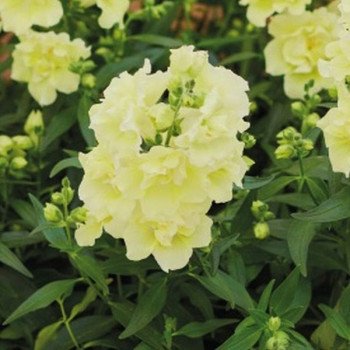 Антиринум Твинни F1 лемон (lemon) /100 семян/ *Hem Genetics*