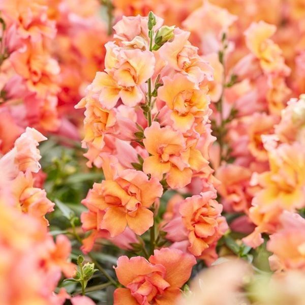 Семена антиринума Твинни F1 бронз шейдс (bronze shades) /1.000 семян/ *Hem Genetics*