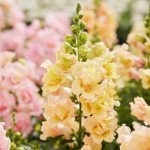 Антірінум Твінні F1 єлов шейдс (yellow shades) /1.000 насінин/ *Hem Genetics*