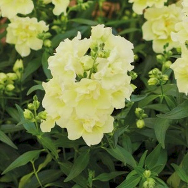 Насіння антірінуму Твінні F1 лемон (lemon) /1.000 насінин/ *Hem Genetics*