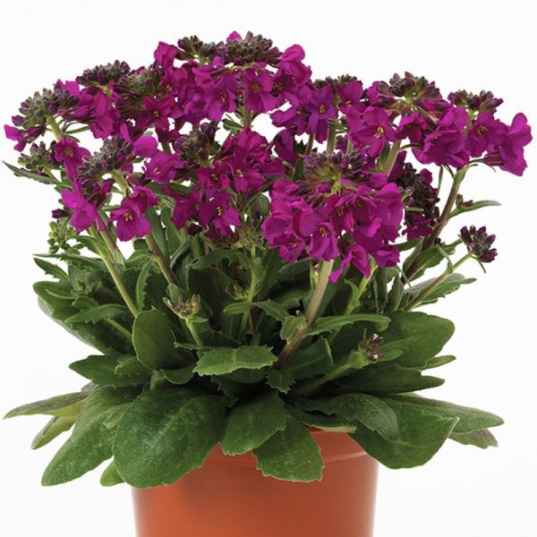 Насіння арабісу Барранка діп роуз (deep rose) /100 насінин/ *Pan American*