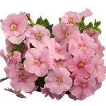 Петуния Мамбо F1 персиковая (peach) /1.000 семян (драже)/ *Hem Genetics*