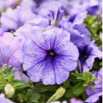 Петуния Мамбо F1 голубая с прожилками (blue veined) /1.000 семян (драже)/ *Hem Genetics*