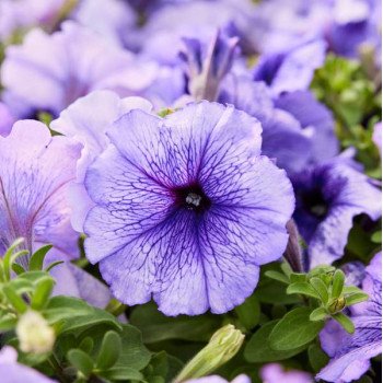 Петунія Мамбо F1 блакитна з прожилками (blue veined) /1.000 насінин (драже)/ *Hem Genetics*