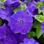 Петуния Мамбо F1 средне-синяя (mid blue) /1.000 семян (драже)/ *Hem Genetics*