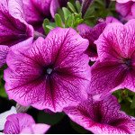 Петуния Мамбо F1 сливовая (plum) /1.000 семян (драже)/ *Hem Genetics*