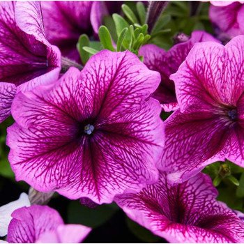 Петунія Мамбо F1 сливова (plum) /1.000 насінин (драже)/ *Hem Genetics*