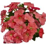 Петуния Мамбо F1 лососевая (salmon) /1.000 семян (драже)/ *Hem Genetics*