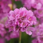 Армерія Балерина лілова (lilac) /100 насінин/ *Pan American*