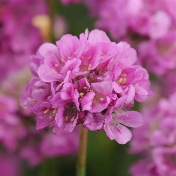 Насіння армерії Балерина лілова (lilac) /100 насінин/ *Pan American*